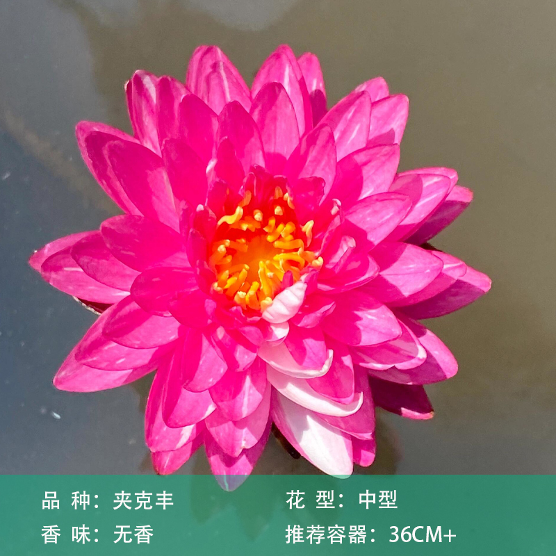 夹克风耐寒睡莲盆栽水生花卉中型大苗水培阳台庭院盆栽种块带花苞