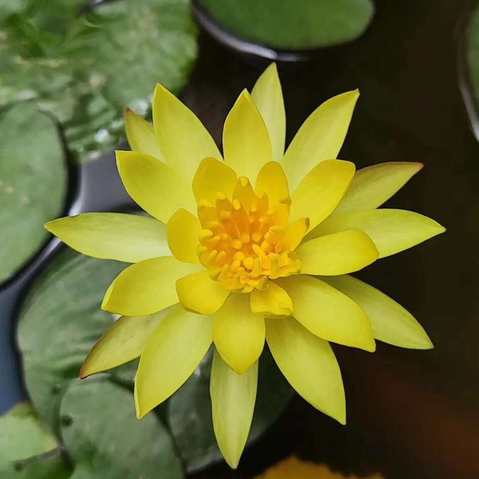 正品睡莲耐寒盆栽鱼缸水池水生根块培育带花苞