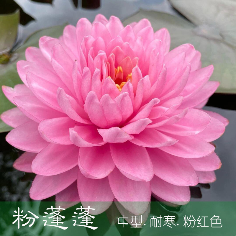 粉蓬蓬耐寒睡莲盆栽水生花卉大型大苗水培阳台庭院盆栽种块带花苞