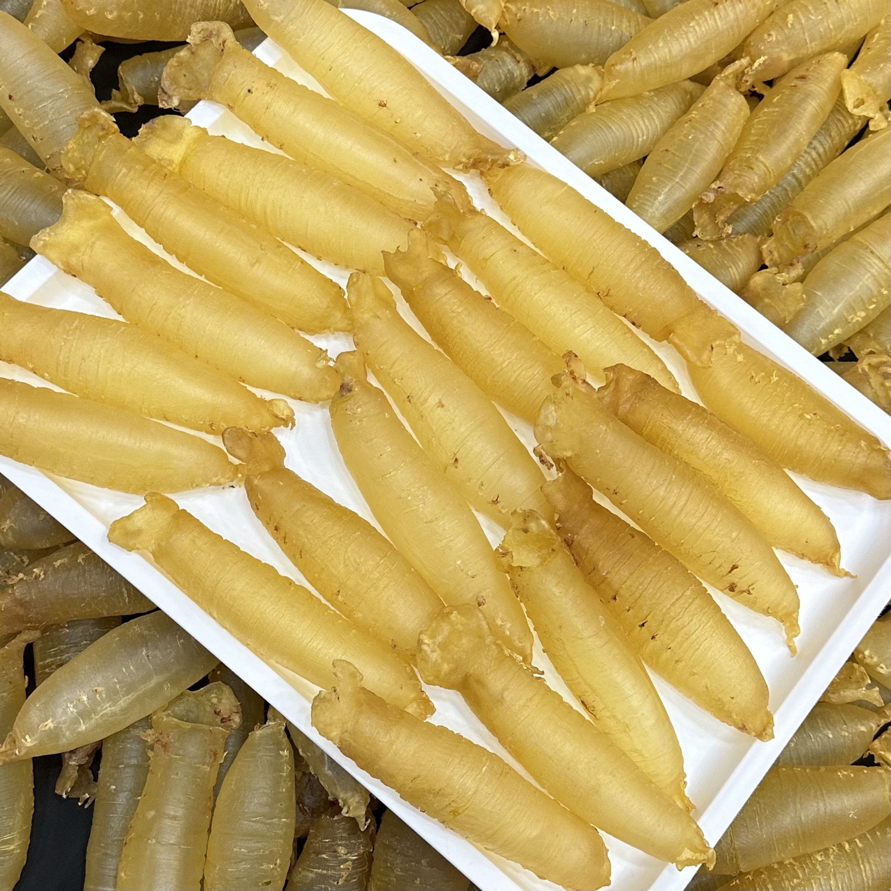 广东鱼胶 赤嘴筒  1-500g