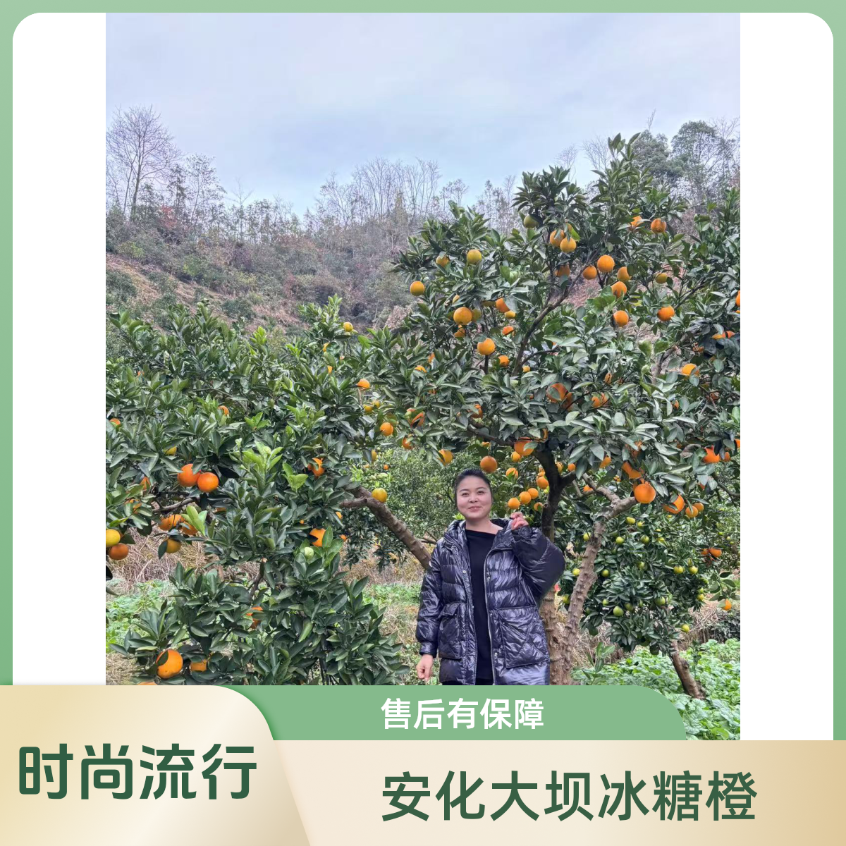 <小倩推荐>安化宝塔山橘子