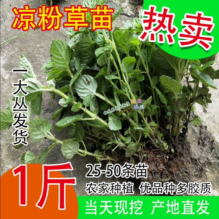 圆叶绿梗凉粉苗1斤仙草苗绿凉粉秧苗烧仙草苗现挖发货25条到50条
