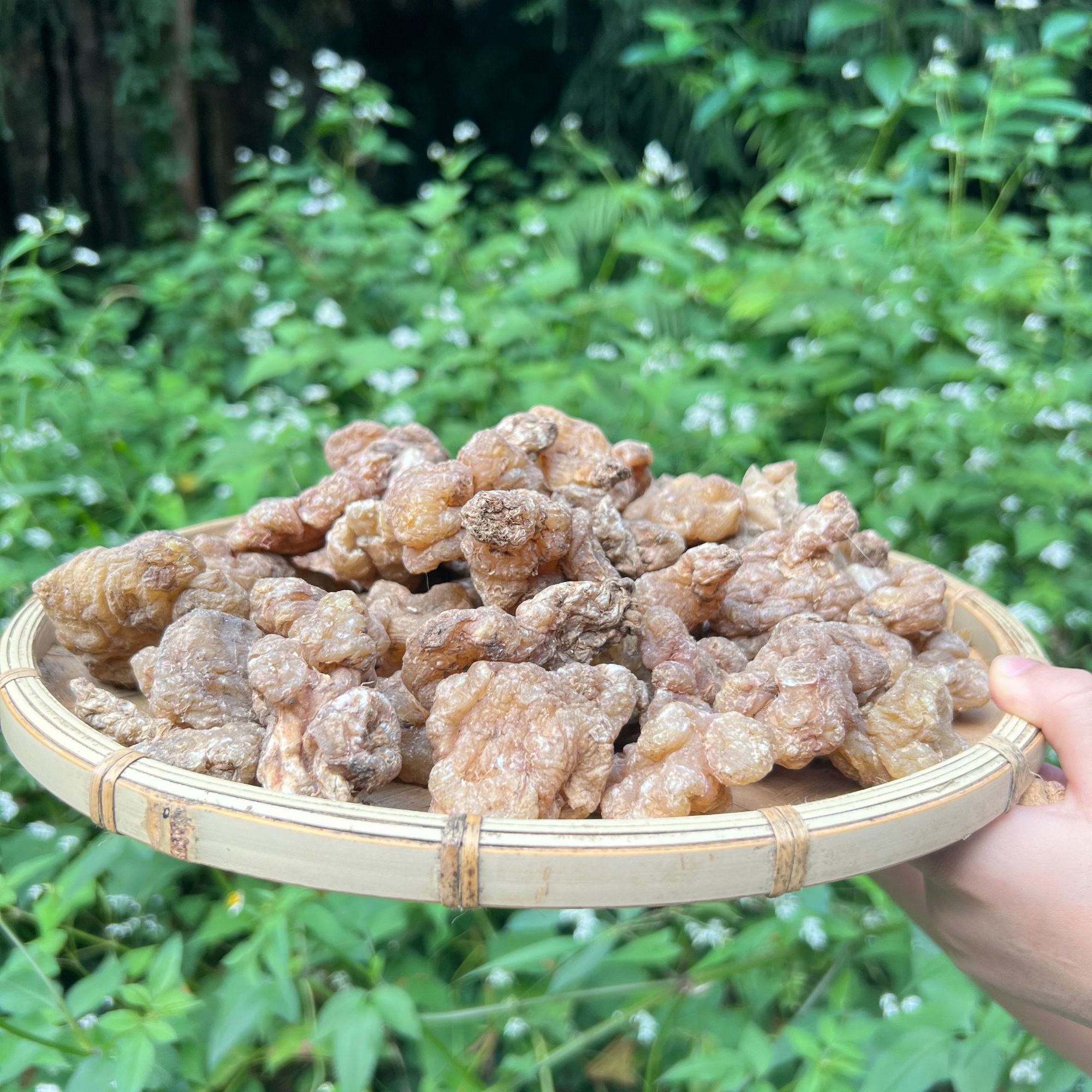 1【玉-精-灵】净含量250g-1000g【小田现收】菌