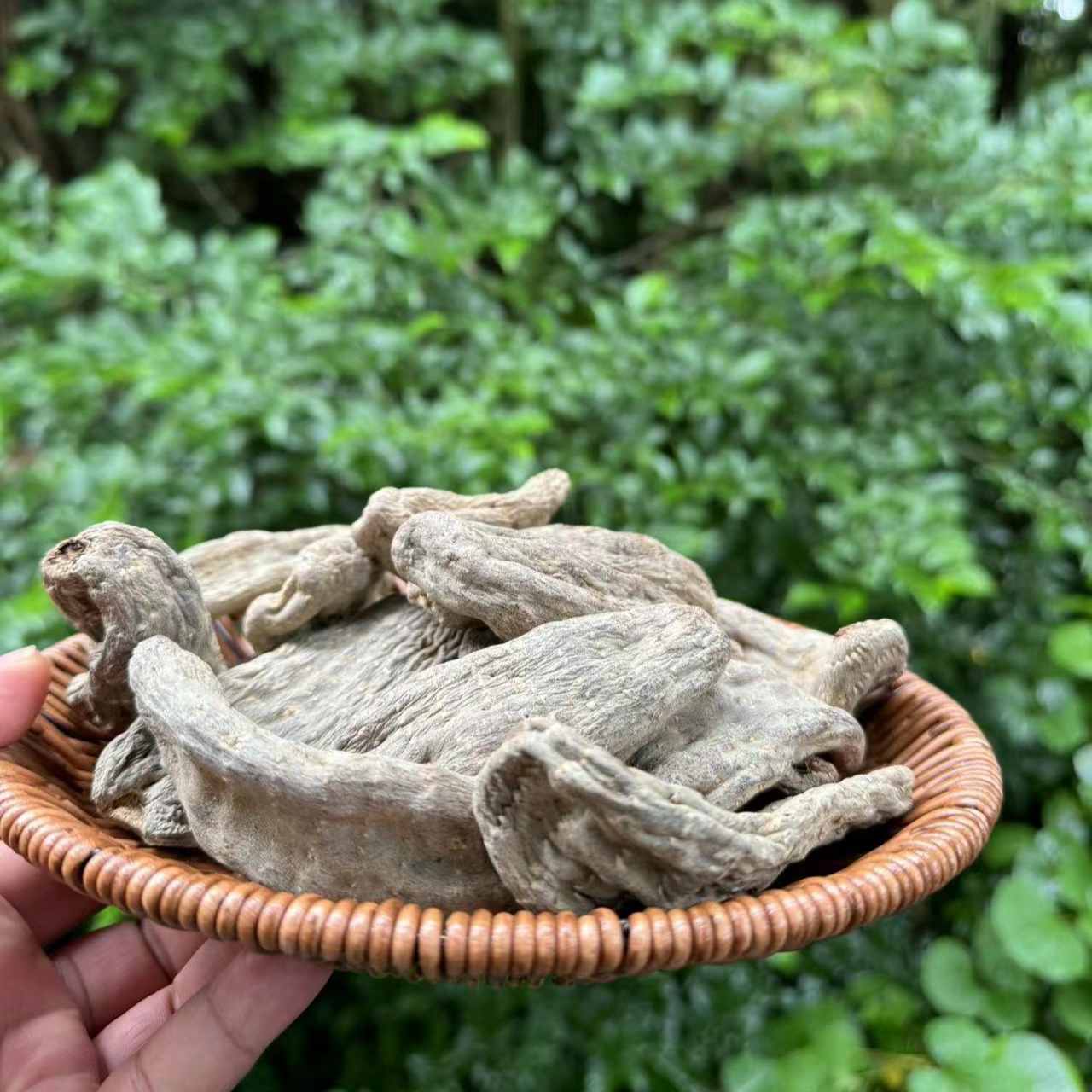 【乌-忝-犘菌】净含量：250g-500g【源头现收】1