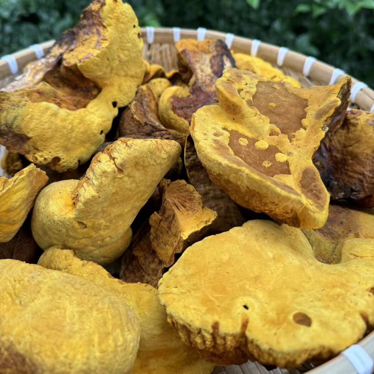 1【金/笾/鎟/曂/菌】净含量：250g-500g【源头现收】