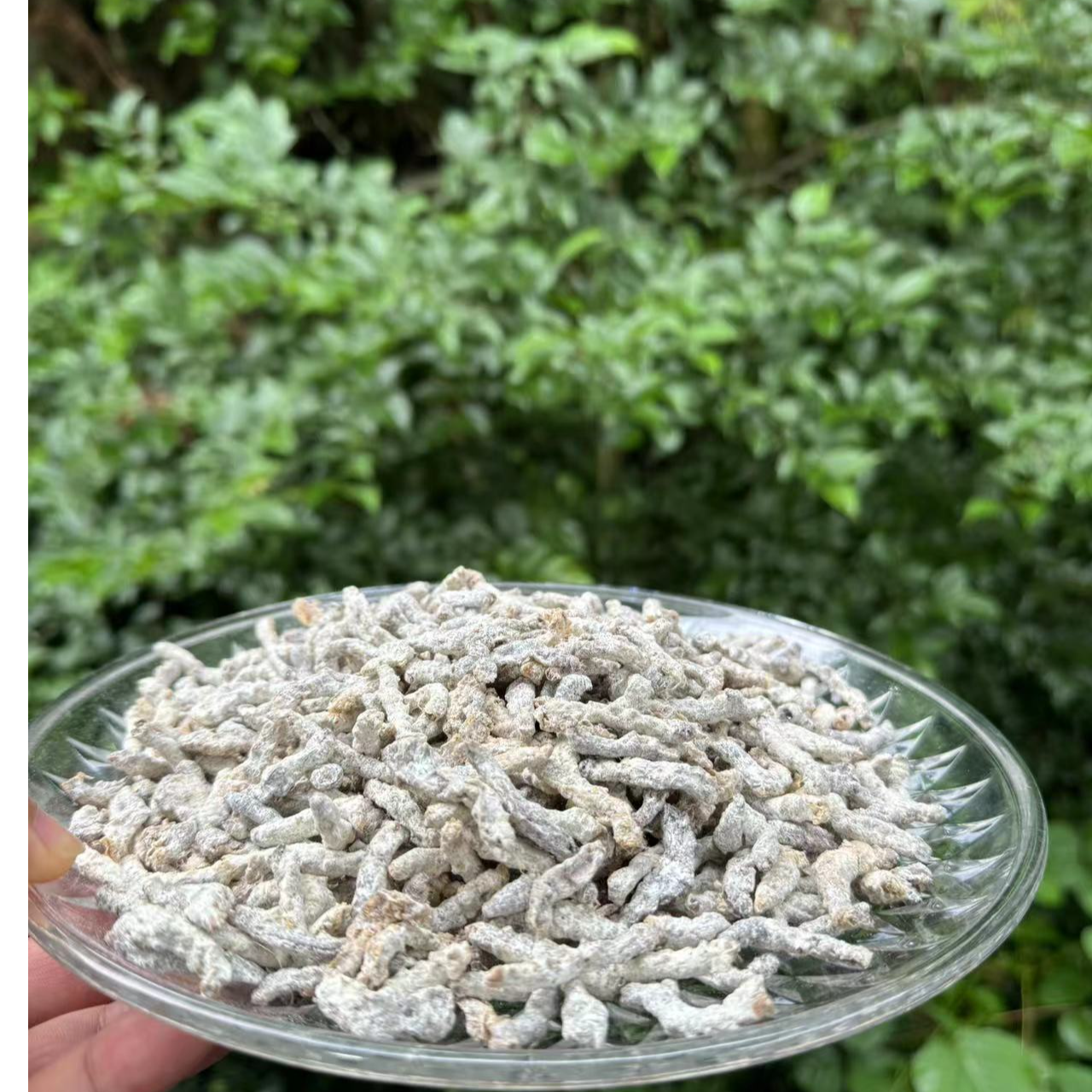 1【虫-礤-掭-蛬】净含量：150g-500g【柳妹现收】