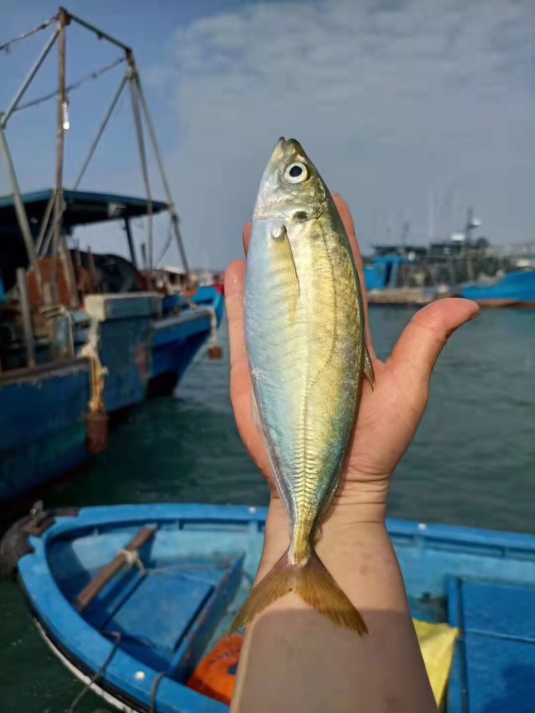 东山岛生态巴浪鱼/竹荚鱼（150g-200g/条）