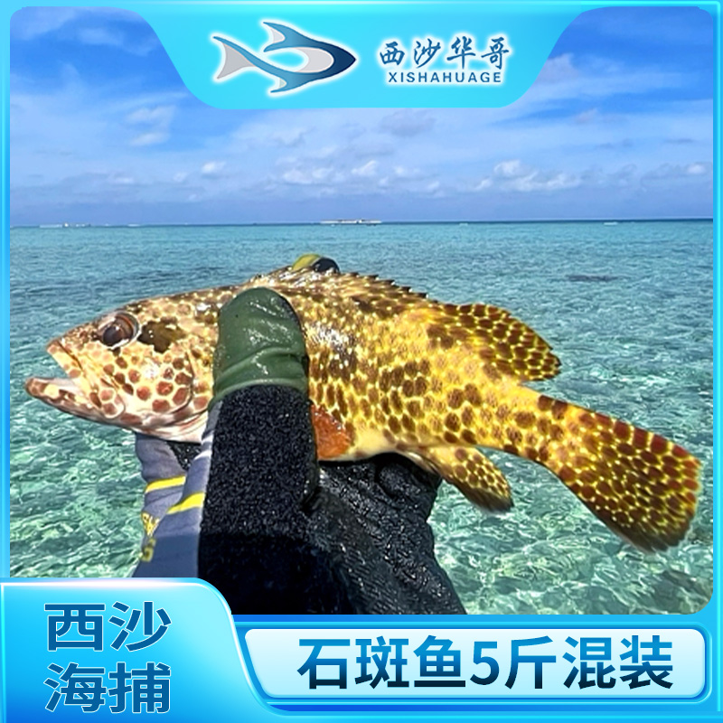 【西沙-小石斑5斤装】鲜活液氮冷冻石斑鱼珊瑚鱼小石斑玫瑰般芝麻斑