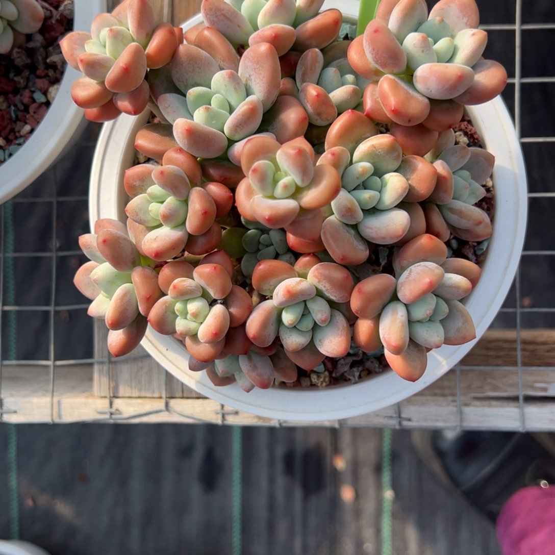 是**呀红洛神多肉b144