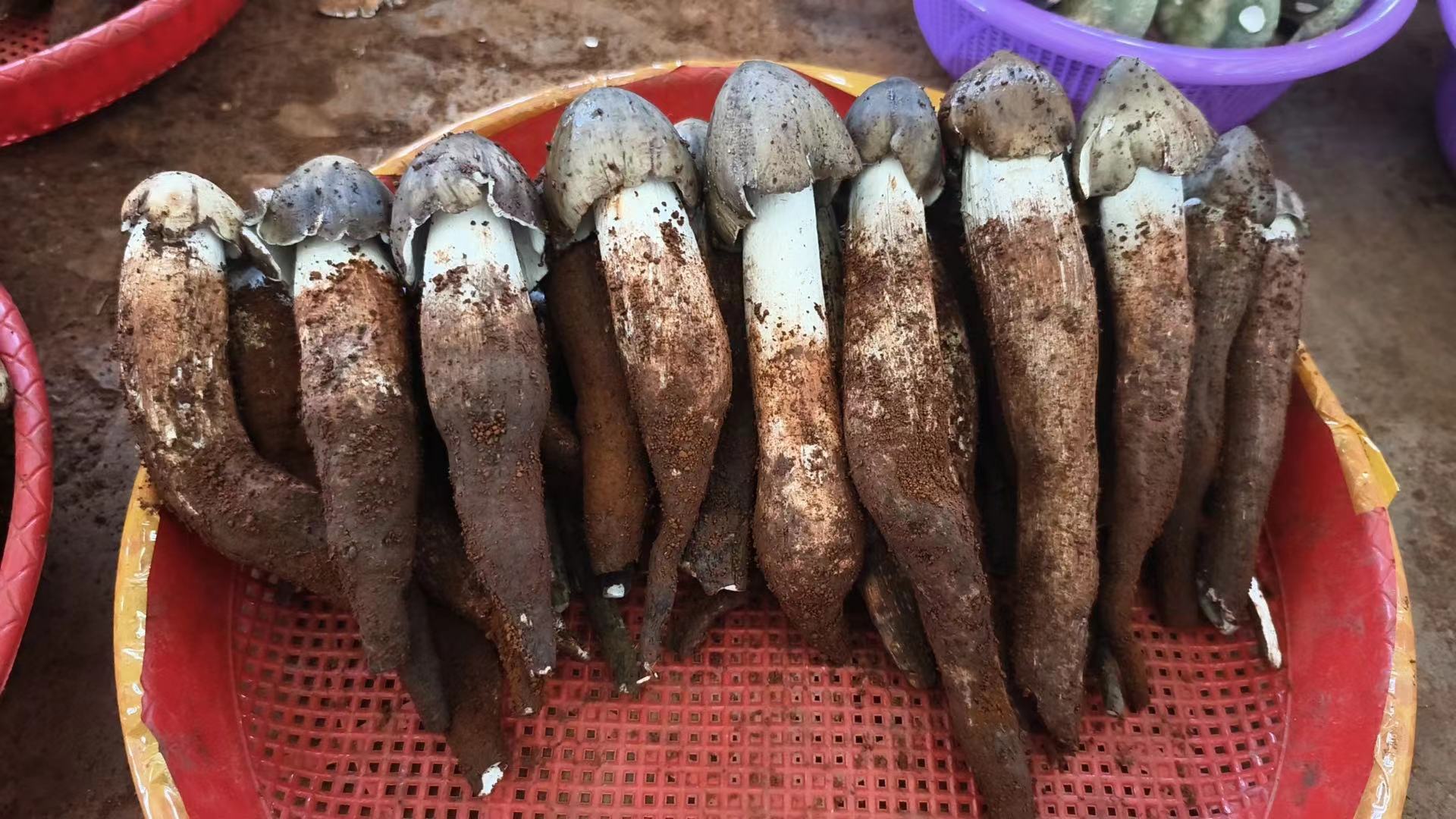 代加工烘干  食用新鲜菌1000克 请勿私拍