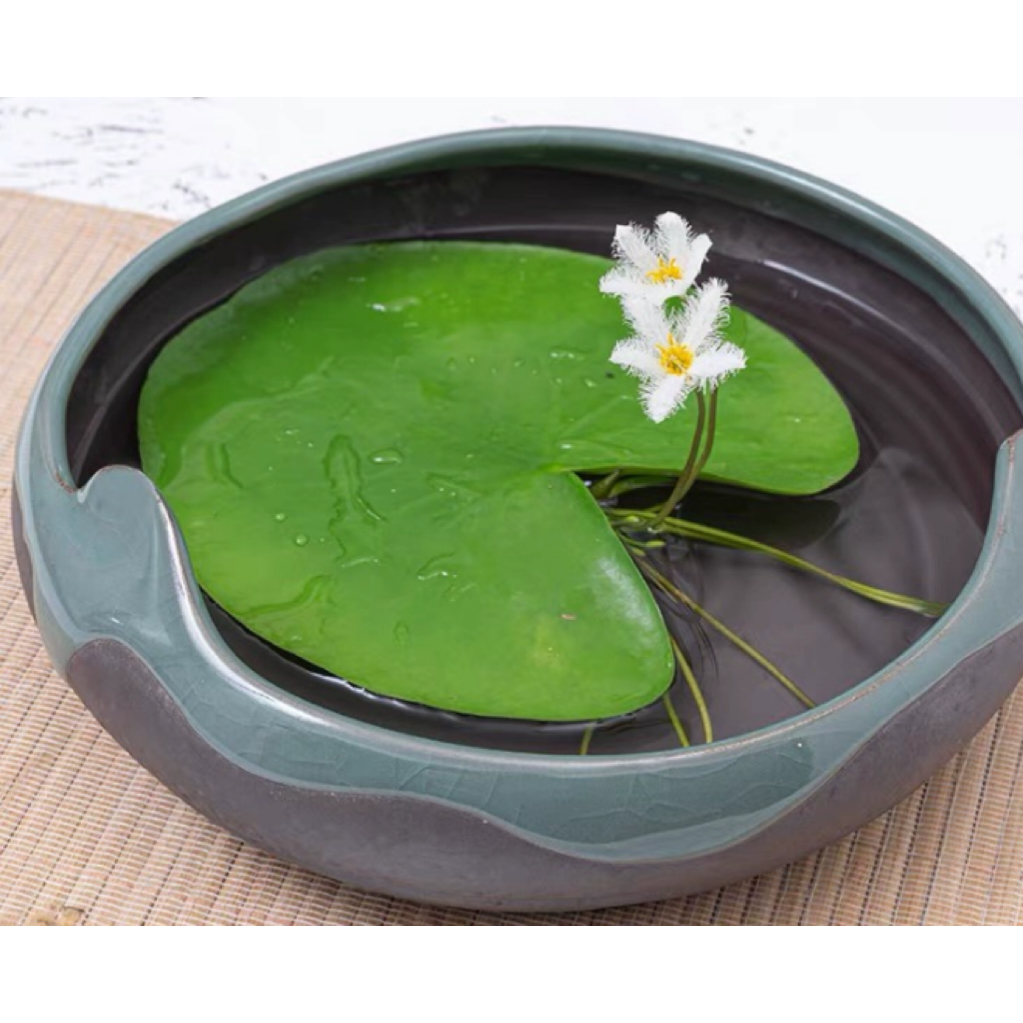 一叶莲 睡莲类【带花苞】