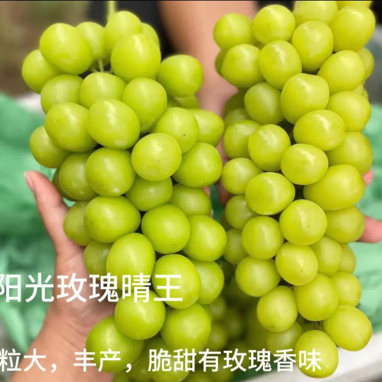 【阳光玫瑰3棵】葡萄树苗南北方耐寒盆栽地栽耐晒新手爬藤阳台结果