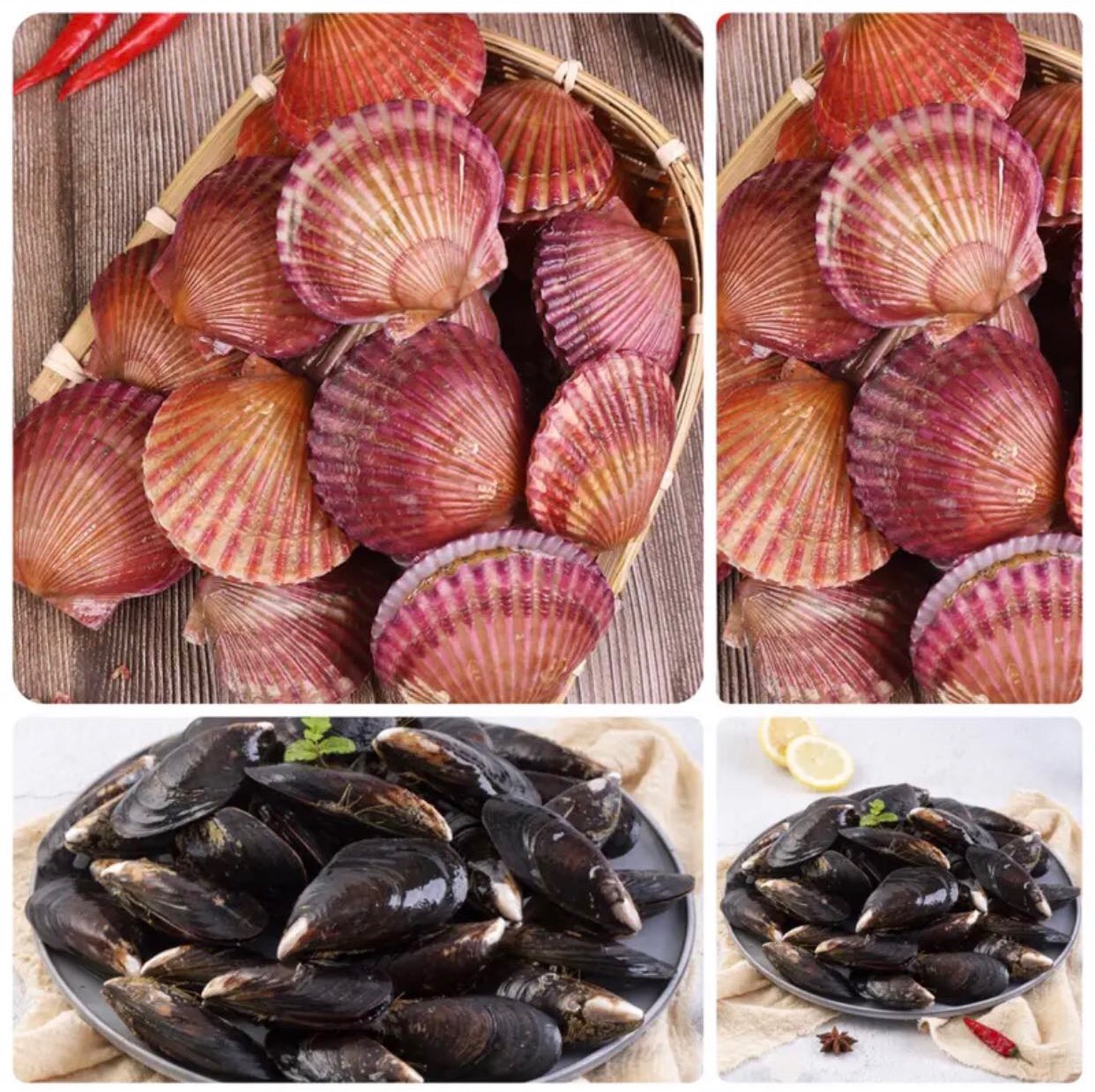 连云港发货  红贝、青口贝（ 鲜活发货）