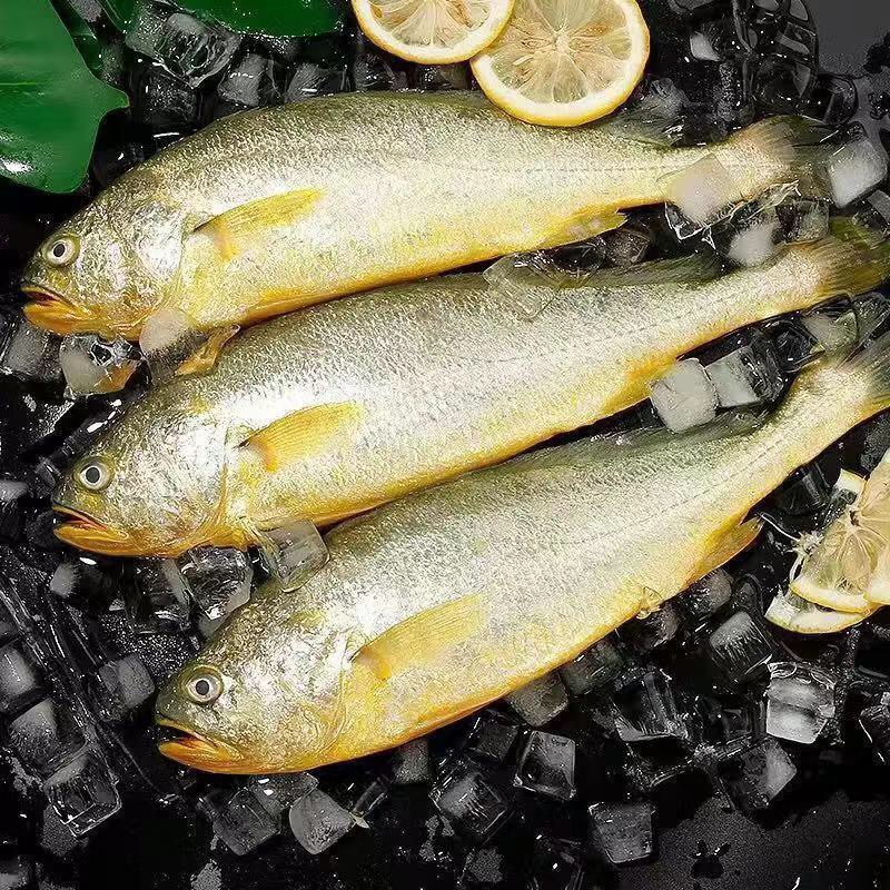 连云港发货 新鲜黄鱼 200-500g 冰鲜营养干净散装速冻