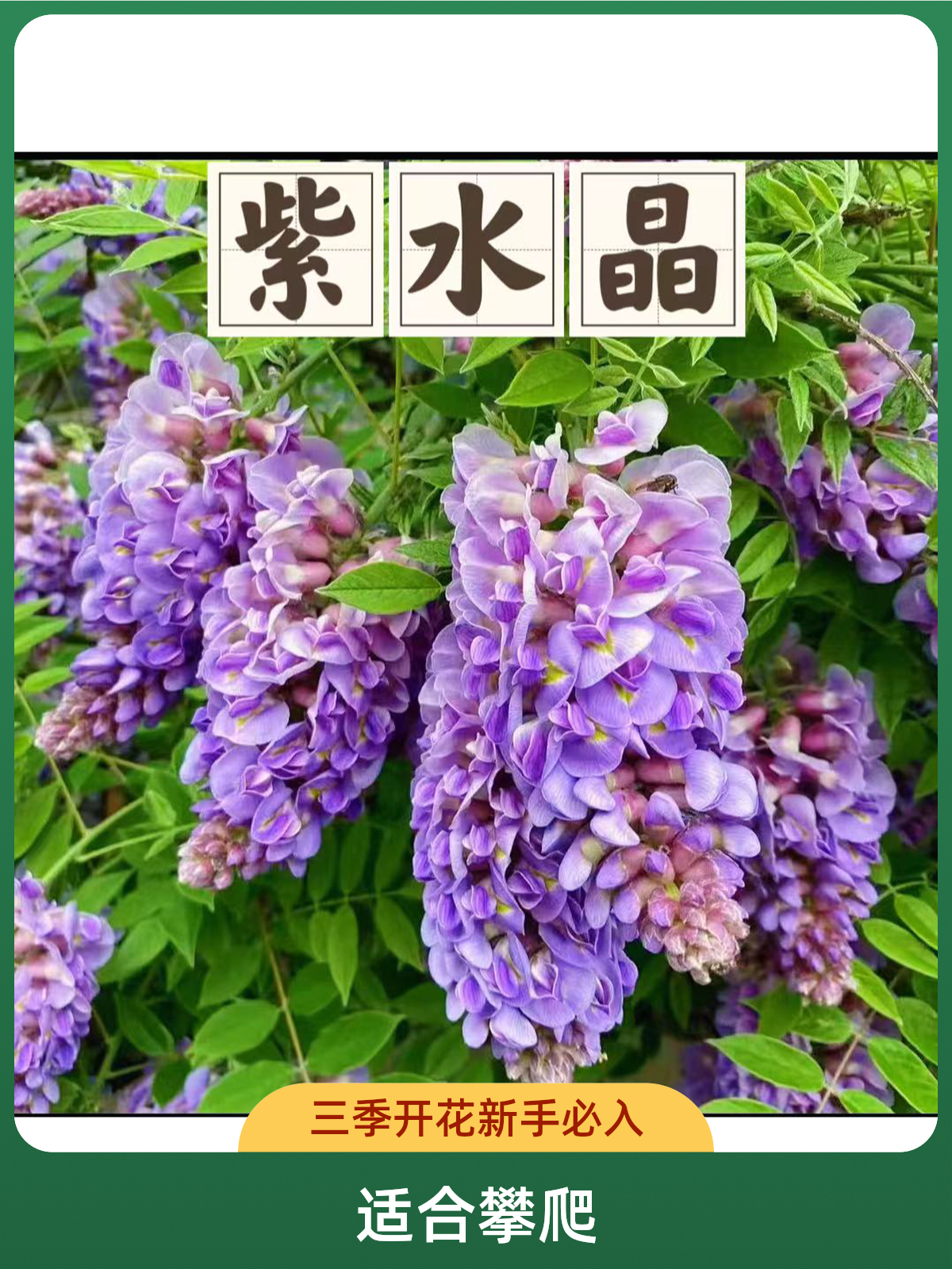  【欧美系】紫水晶蓝月亮高杆三季节循环开花紫藤品种新手必选种植