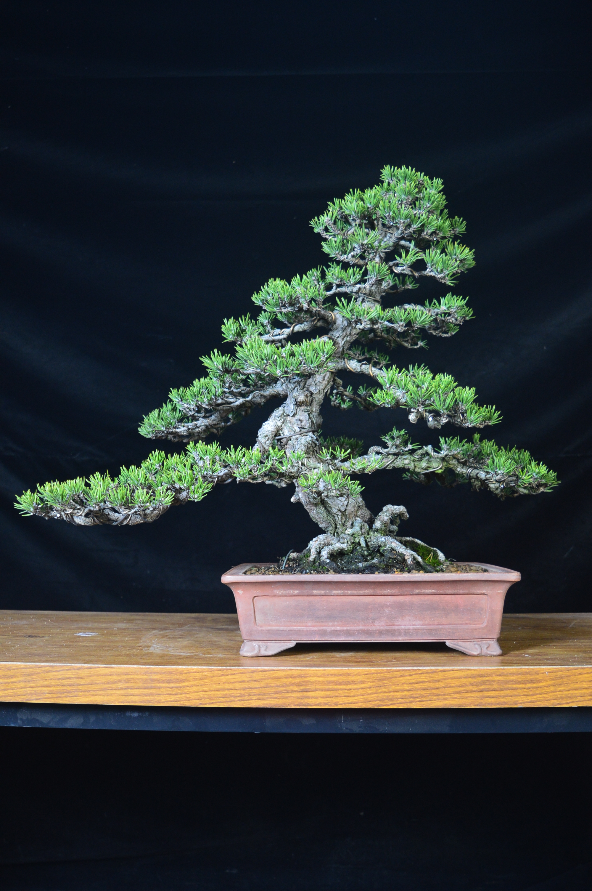 寸稍黑松罗汉松稀有盆景绿植品种植物瘤枝卫矛都美竹女儿乌龟客厅