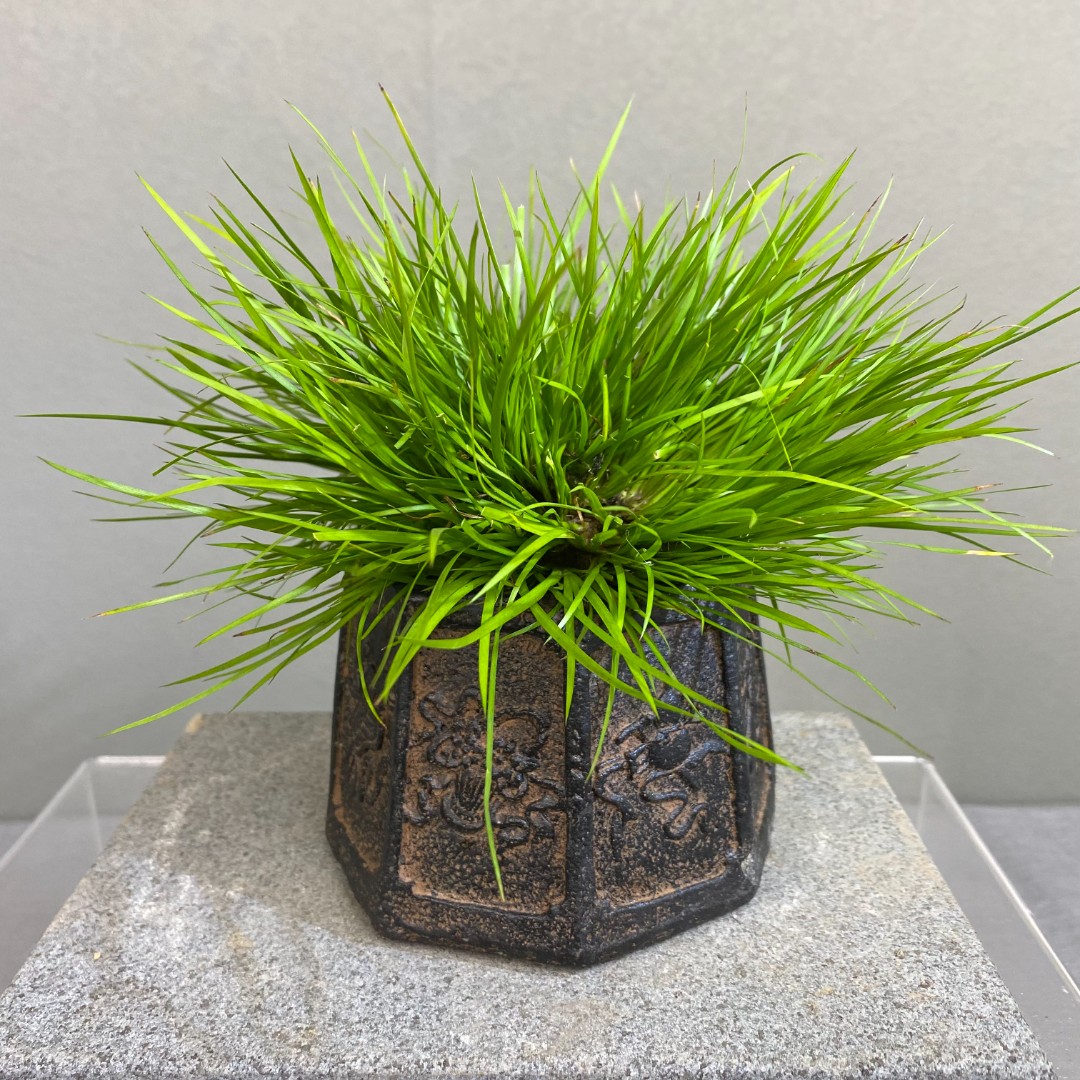 一物一拍 3年老桩 虎须 黄金姬菖蒲古汉砖 汉阳花器  创意绿植