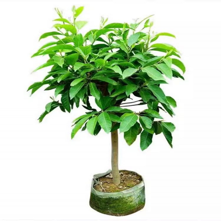 白兰花盆栽带花苞白玉兰花树苗种植浓香型黄兰花开放黄果兰缅桂花