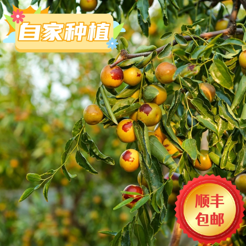 正宗山西脆甜冬枣新鲜成熟好吃健康甜度高净重3斤5斤含量
