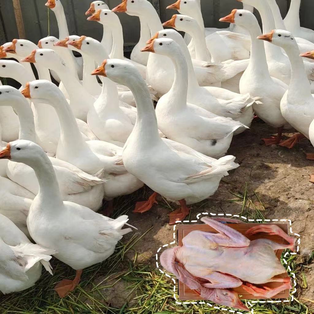 一斤左右四季鹅 肉质细腻鲜嫩 包邮到家