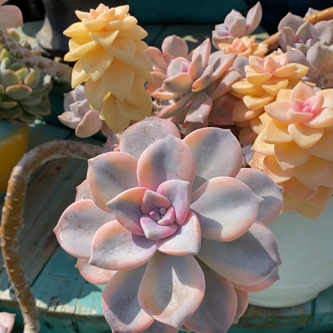 【A】老桩多肉植物一物一拍紫乐锦 点击对应金额购买 39包邮