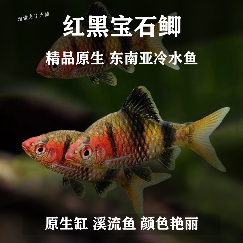 黑红宝石鲫鱼热带观赏鱼东南亚淡水鱼彩虹鲫红黑熊猫鲫活体原生鱼
