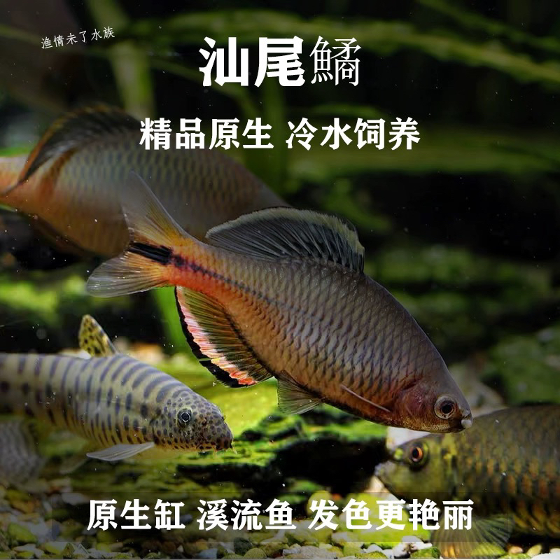 齐式鱊汕尾齐氏鳑鲏鱼原生冷水鱼广东溪流鱼不加温观赏鱼好养耐活
