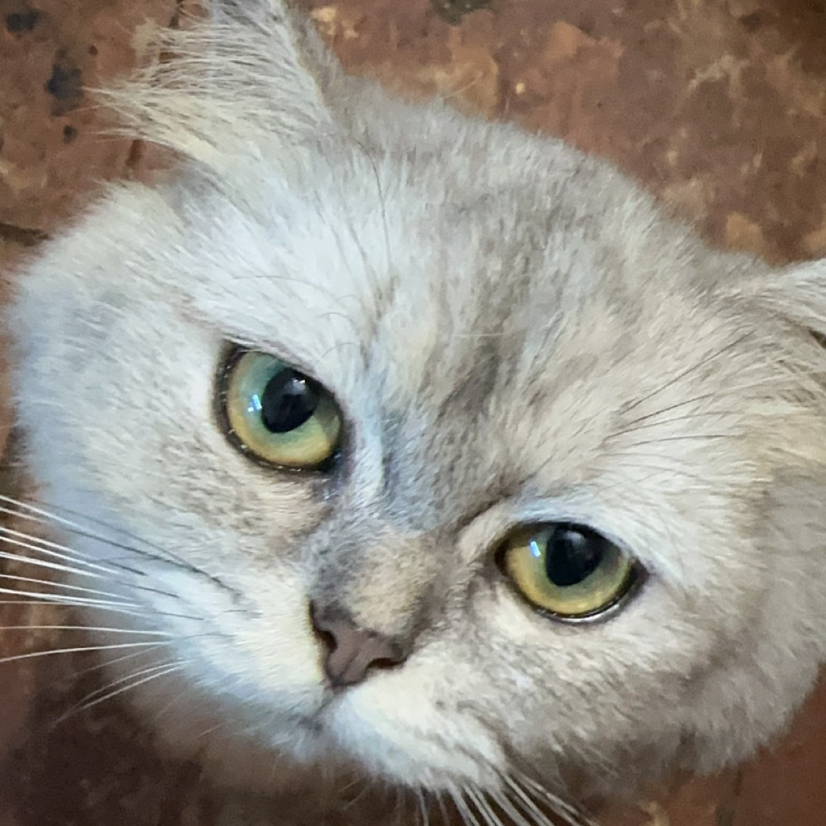 （直播专用链接，勿乱拍）多品观赏鱼下单专用链接