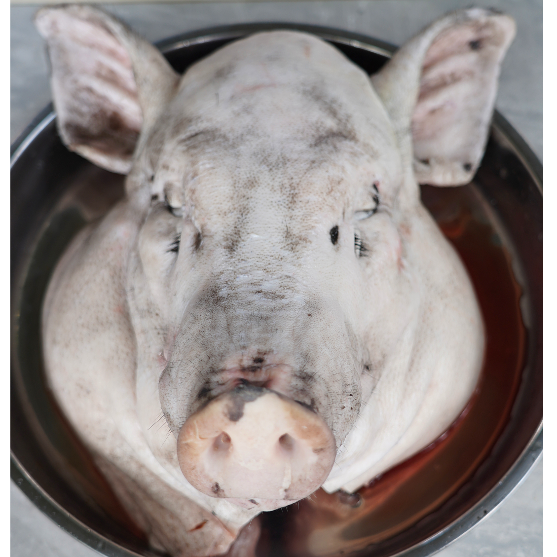 香猪猪头-龙眼农场跑山猪放养鲜嫩整只一个发货（带耳朵）