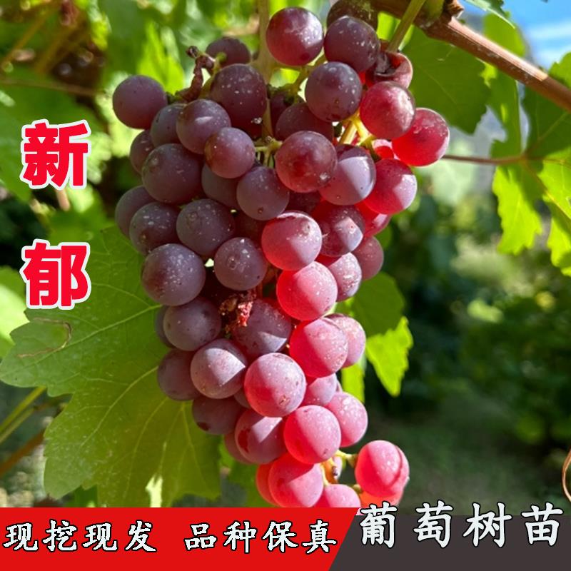 新疆抗寒新郁葡萄树曲嫁接红提甜葡萄苗南方北方种植耐寒当年结果