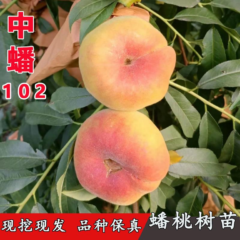 嫁接黄蟠桃树苗中蟠102黄金毛蟠桃苗早熟自花授粉南方北方盆地栽