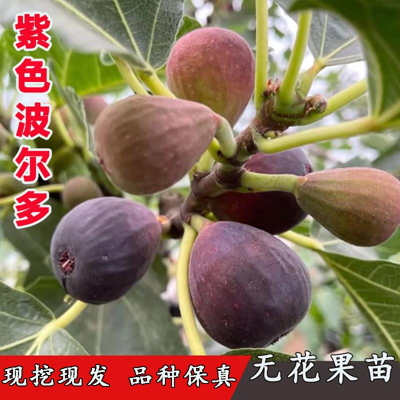 紫色波尔多无花果苗小波室内阳台盆栽种植无花果树苗紫果当年结果