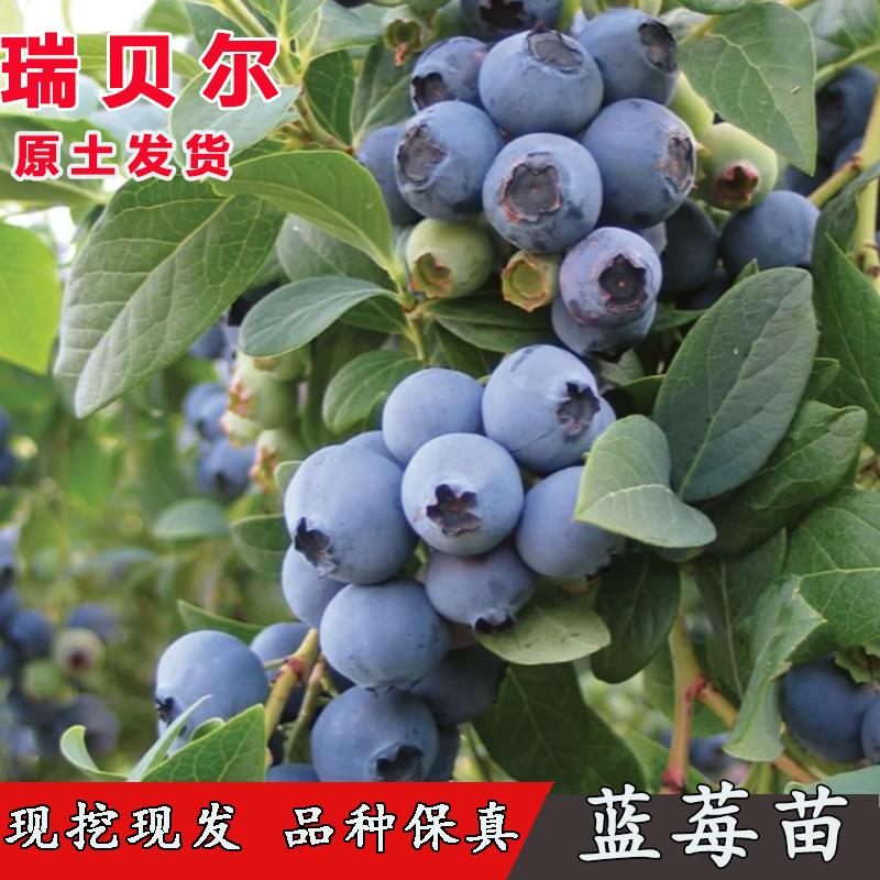 瑞贝尔蓝莓苗盆栽四季种植蓝莓树果苗室内外阳台北方南方当年结果