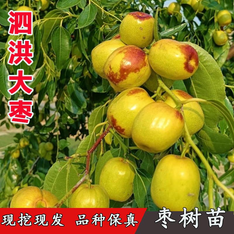 枣树活苗贡枣特大霸王枣树苗泗洪大枣苗脆甜盆栽庭院地栽当年结果