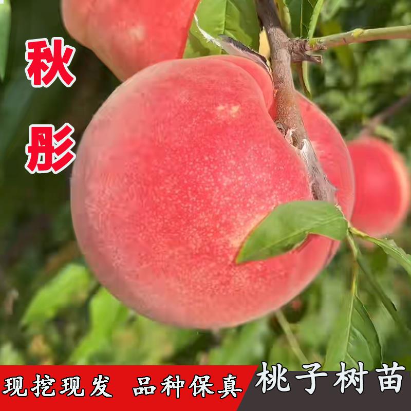秋彤桃树苗嫁接晚熟中秋水蜜桃树苗盆栽地栽南北方种植当年结果苗