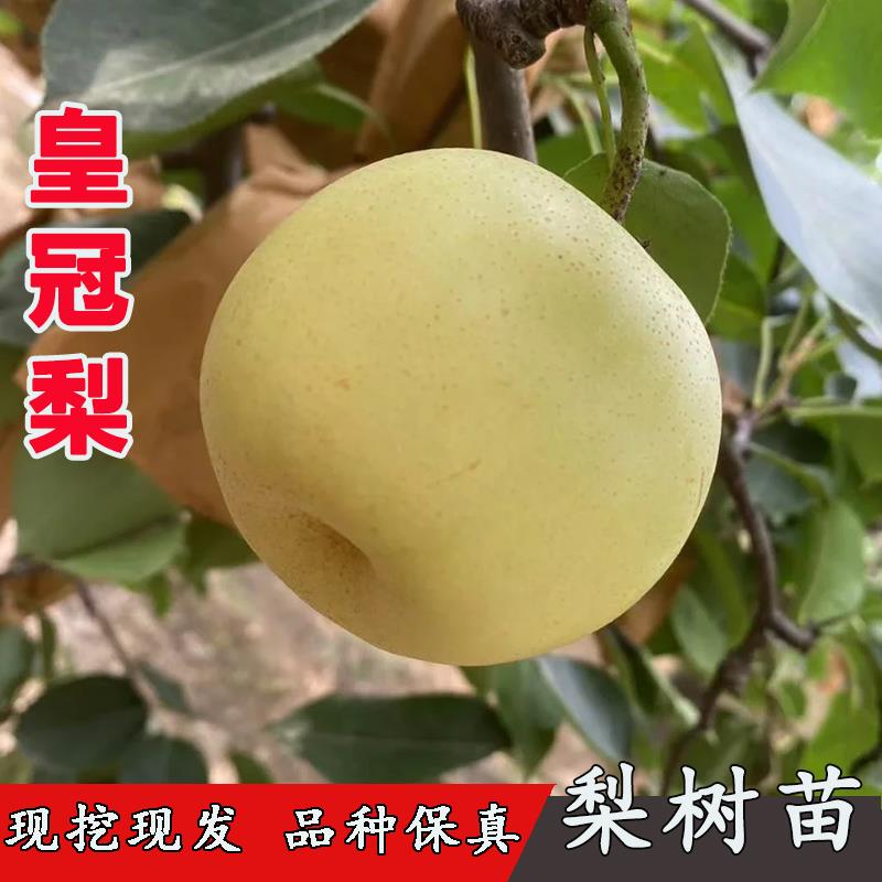 嫁接梨苗河北皇冠梨树苗香酥梨特大脆甜黄冠梨树南方北方种植果苗