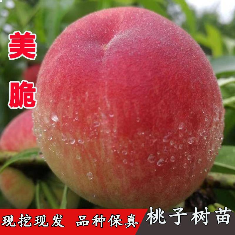 大桃树果苗嫁接早熟美脆桃树苗不软桃离核桃苗南北方种植当年结果