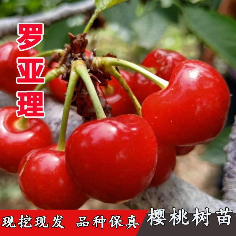 双罗南方早熟甜大樱桃苗树苖云南四川庭院种植罗亚理李车厘子树苗
