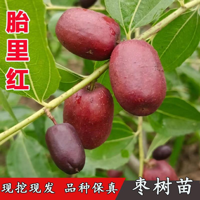 枣树活苗嫁接胎里红枣树苗南方北方盆栽地栽种植黑枣苗树当年结果