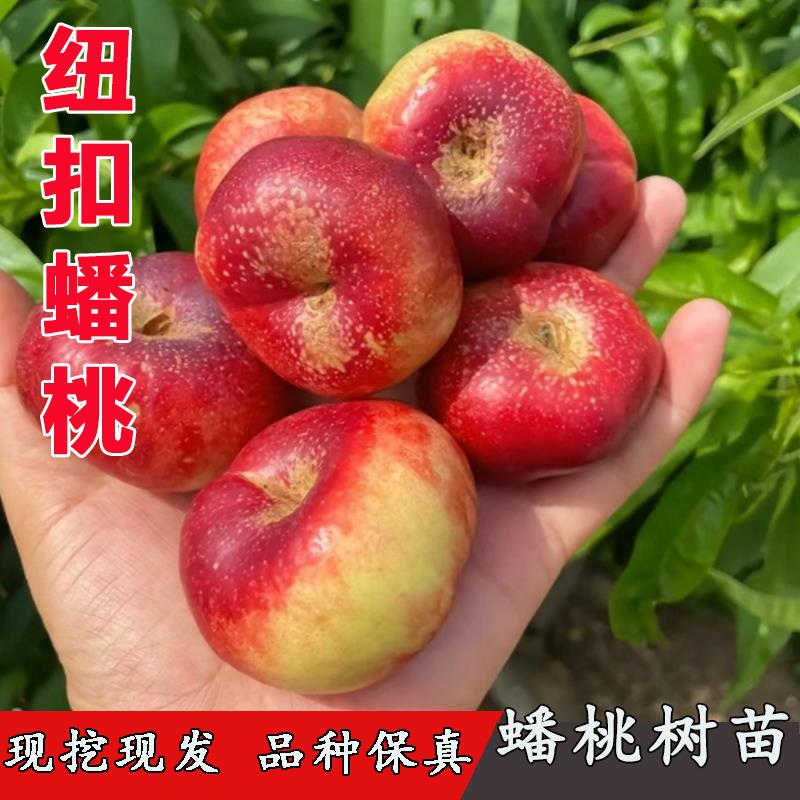 明月油蟠桃树苗嫁接早熟迷你小蟠桃纽扣蟠桃苗南北方种植当年结果