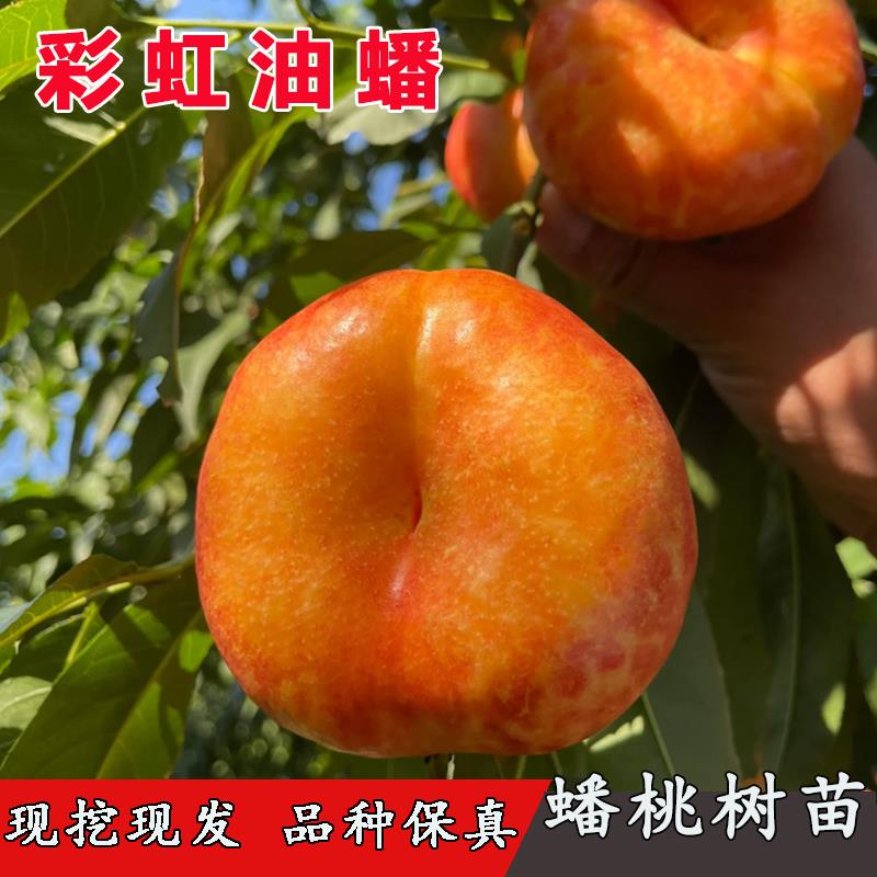 彩虹油蟠桃树苗嫁接地栽桃子树苗离核黄肉南北方种植当年结果盆栽