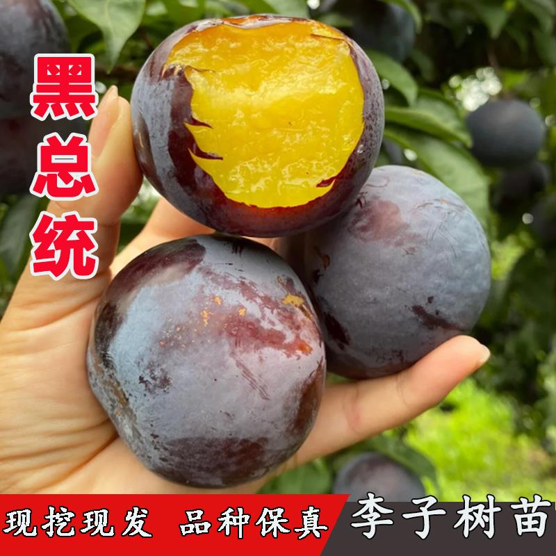 李树果苗黑总统李子苗嫁接黑布朗黑巨力特大酸甜地栽南方北方种植