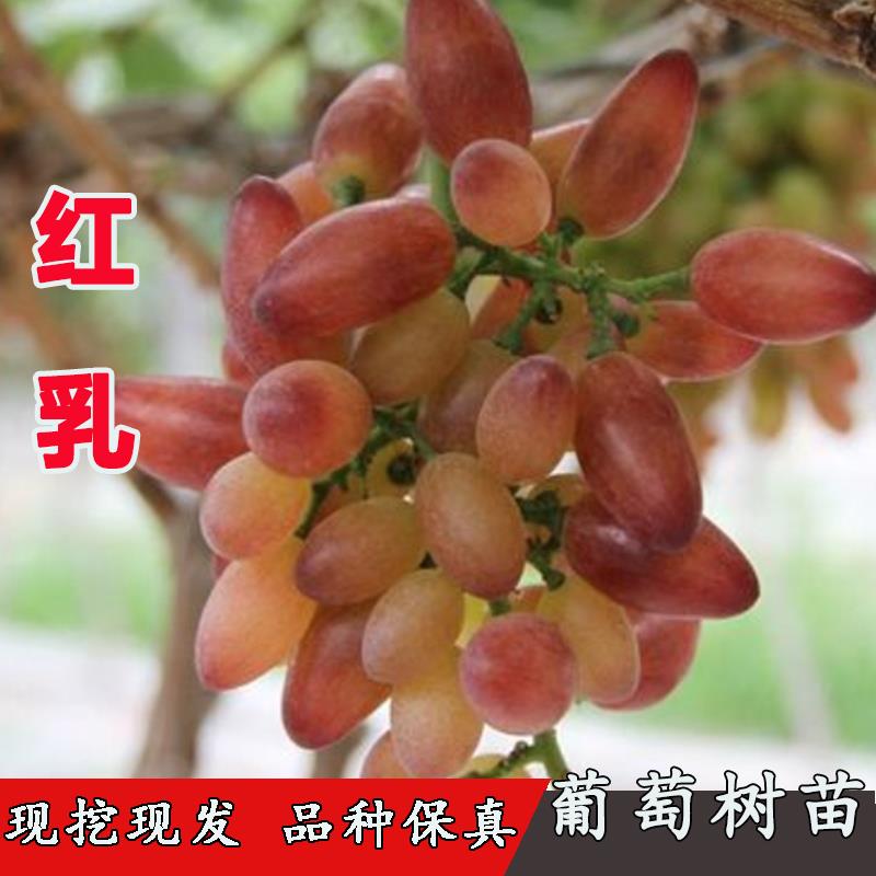 嫁接无核红提脆甜红乳葡萄苗庭院爬藤美人指葡萄树苖南方北方种植
