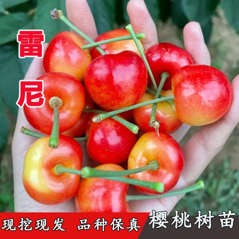 嫁接黄蜜樱桃树苖雷尼大樱桃车厘子苗金车树苗南北方种植当年结果