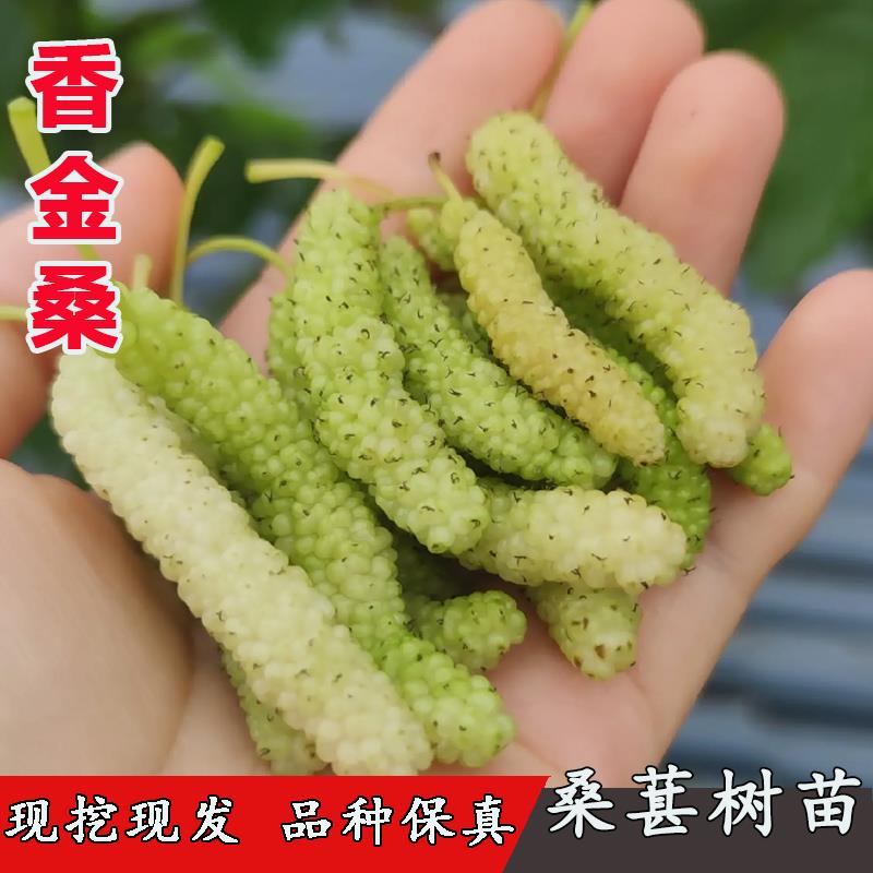香金葚桑葚苗长白桑四季甜桑苗长白桑白色长果桑树苗南方北方种植