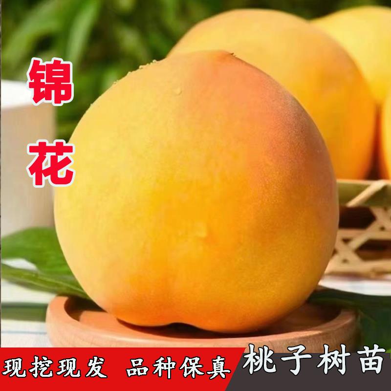 特大晚熟黄桃树苗嫁接锦花黄桃苗红心脆甜桃子树苗盆栽南北方地栽