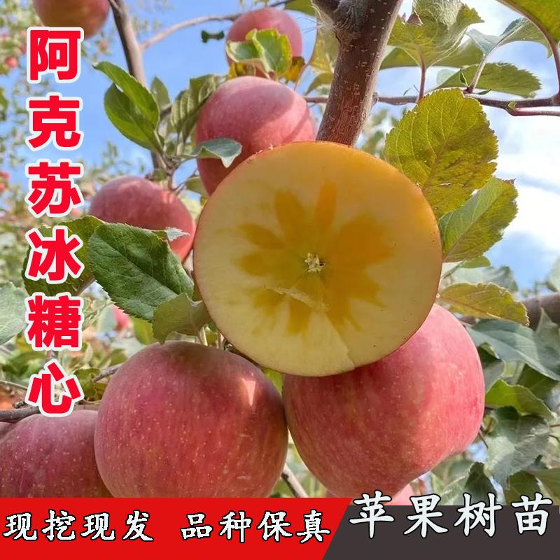 嫁接新疆阿克苏苹果苗特大冰糖心丑苹果树苗脆甜抗寒南方北方种植