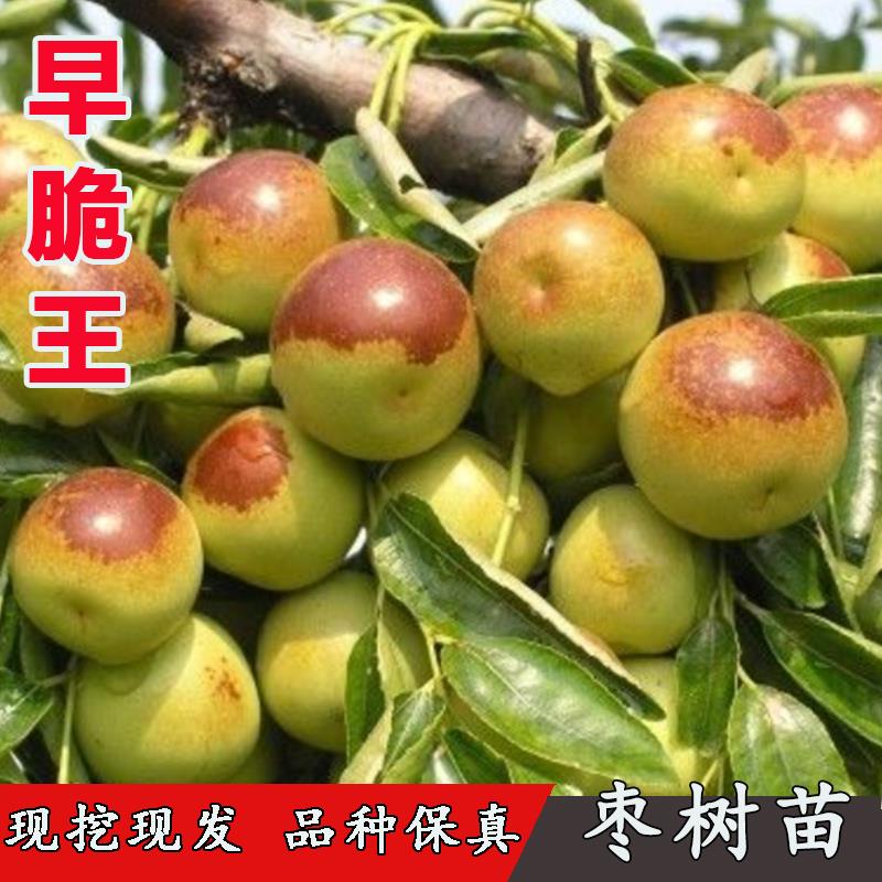 特大脆甜枣苗枣树活苗嫁接冬枣早脆王枣树苗盆栽地栽南方北方种植