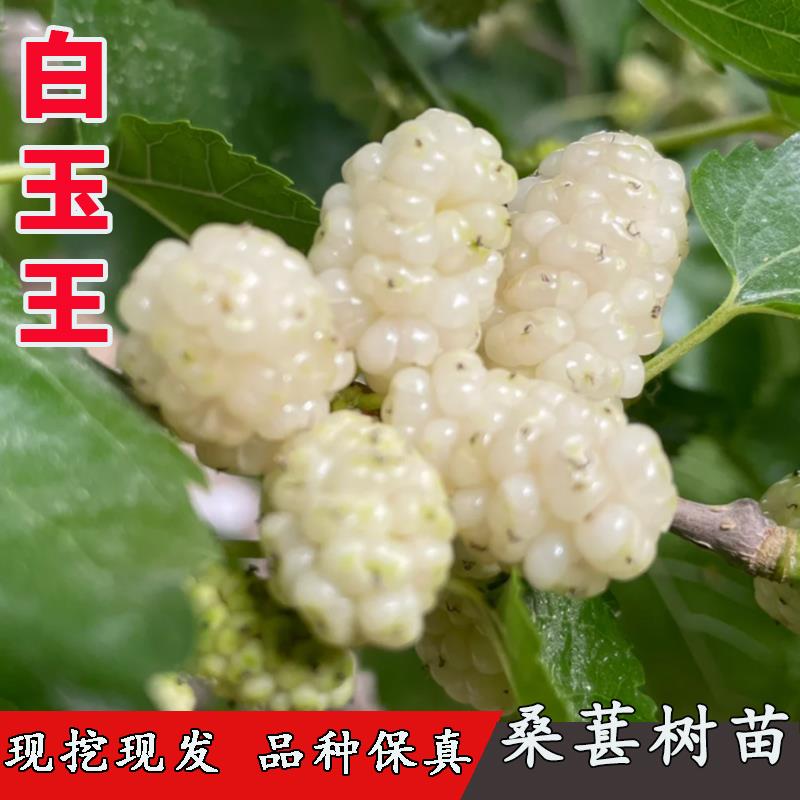 白玉王桑葚树苗四季白桑大白珍珠桑树苗北南方种当年结果果树果苗