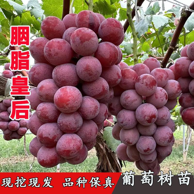 新品种日本妃红提树苖3309葡萄树嫁接5bb长野胭脂皇后女王葡萄苗